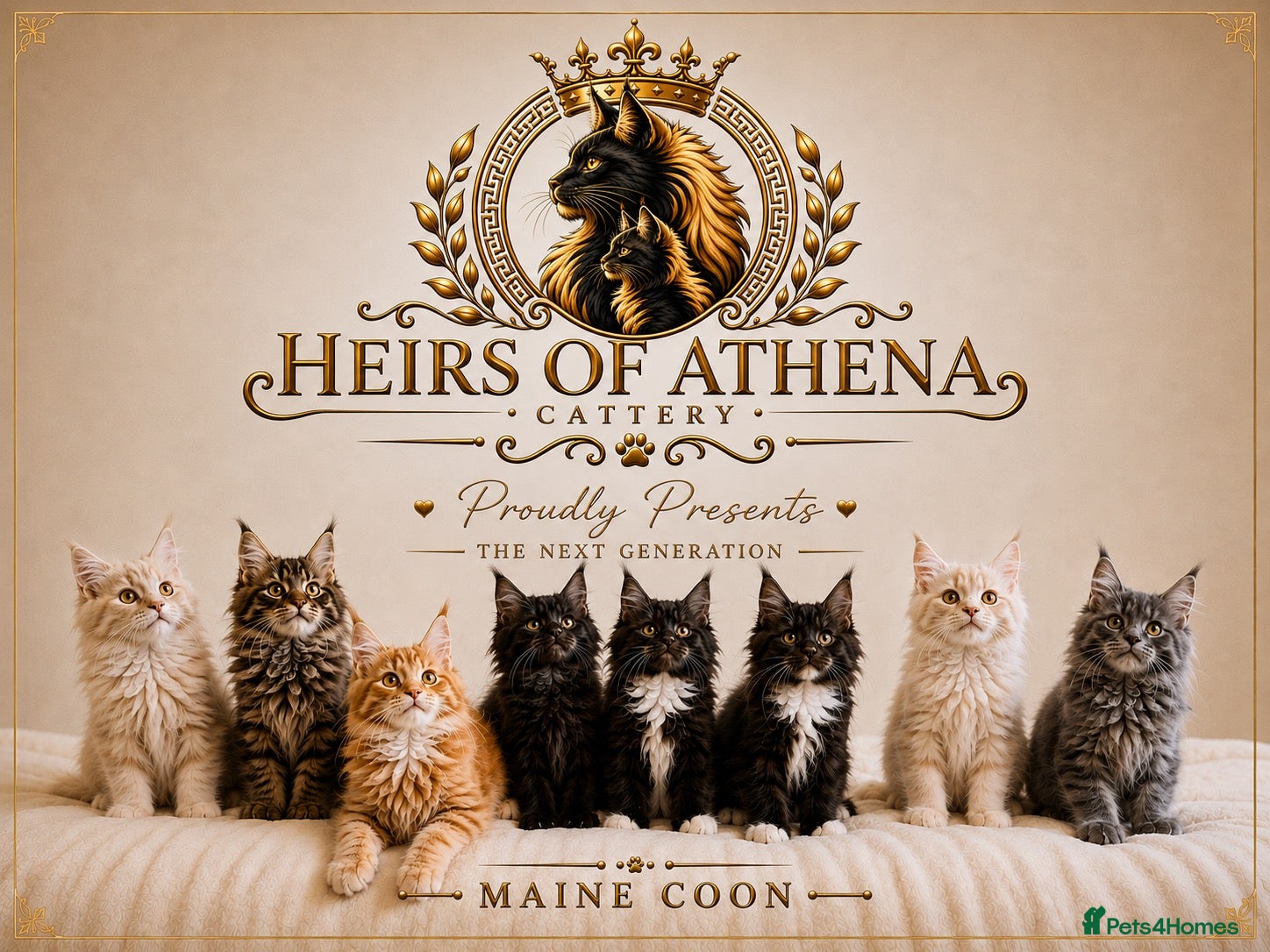 Maine Coon cats 🐾 Maine Coon Kittens TICA Registered 🐾 - Advert 1