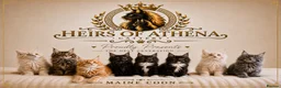 Maine Coon cats for sale: 🐾 Maine Coon Kittens TICA Registered 🐾 - Advert 1