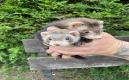 Ferret rodents for sale: Young Ferrets  - Image 8