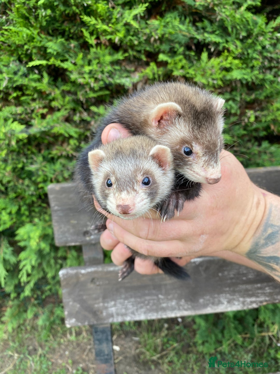 Ferret rodents for sale: Young Ferrets  - Image 8