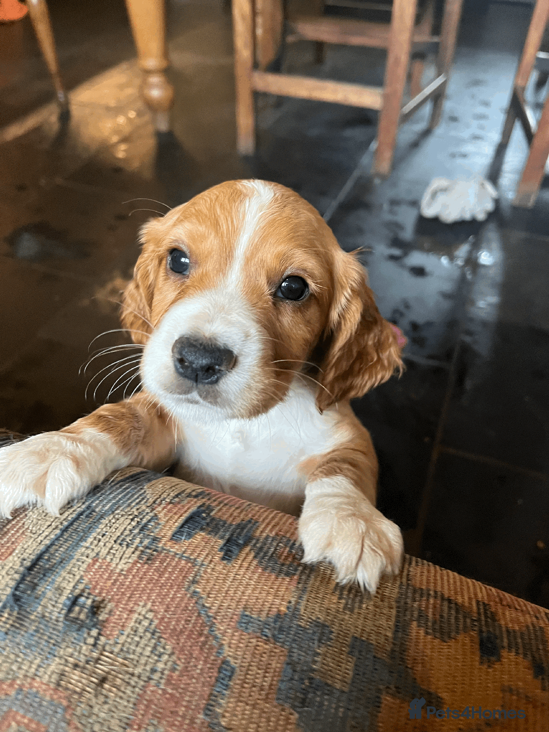 Cocker Spaniel dogs for sale: Working Coker spaniels  in Worcester - Image 10
