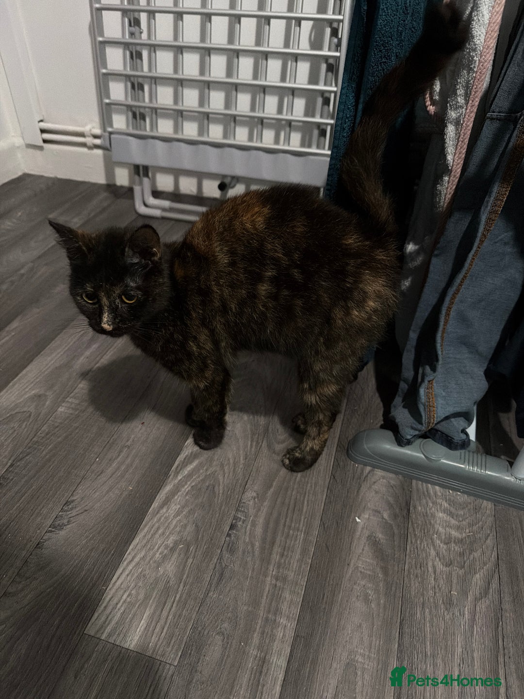 Mixed Breed cats for sale: Rehome of 1 year old - Advert 5