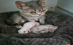 British Shorthair cats for sale: Beautiful British Shorthair girls – Ready Now! - Image 6