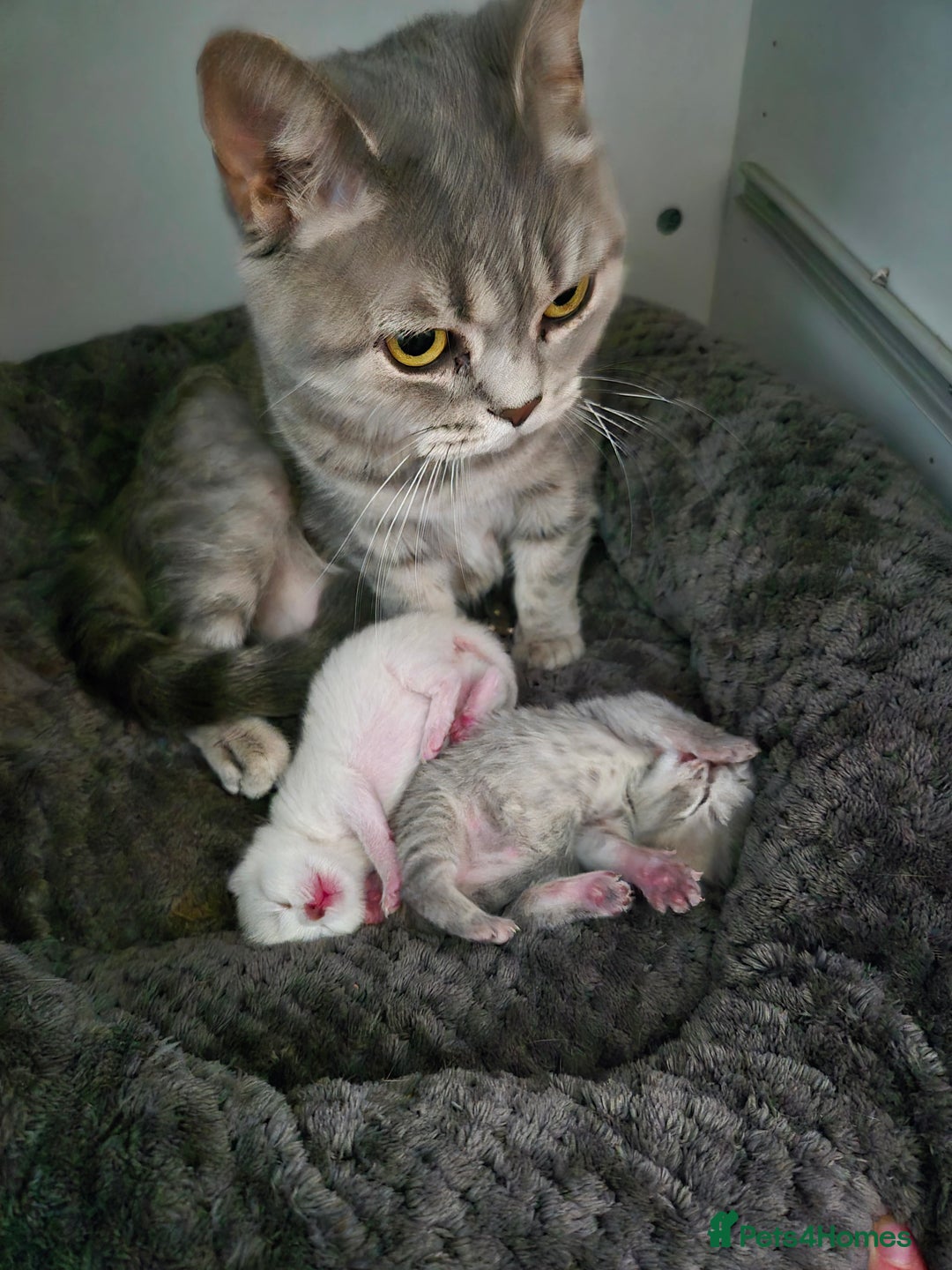 British Shorthair cats for sale: Beautiful British Shorthair girls – Ready Now! - Image 6