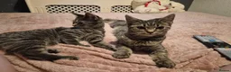 Mixed Breed cats for sale: 2 female kittens - Advert 4