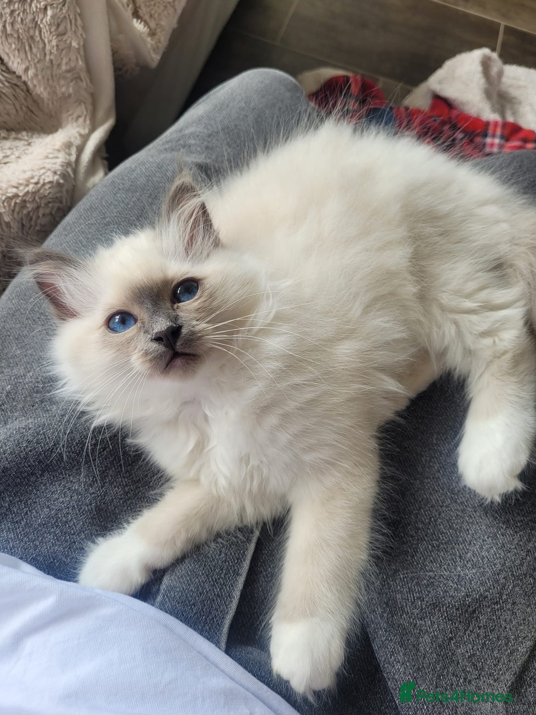 Birman cats for sale: Birman babies ready now. 26 years experience  in Billingham - Image 18
