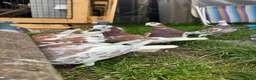Pigeons birds for sale: Tumbler Pigeons for sale in hull - Advert 5