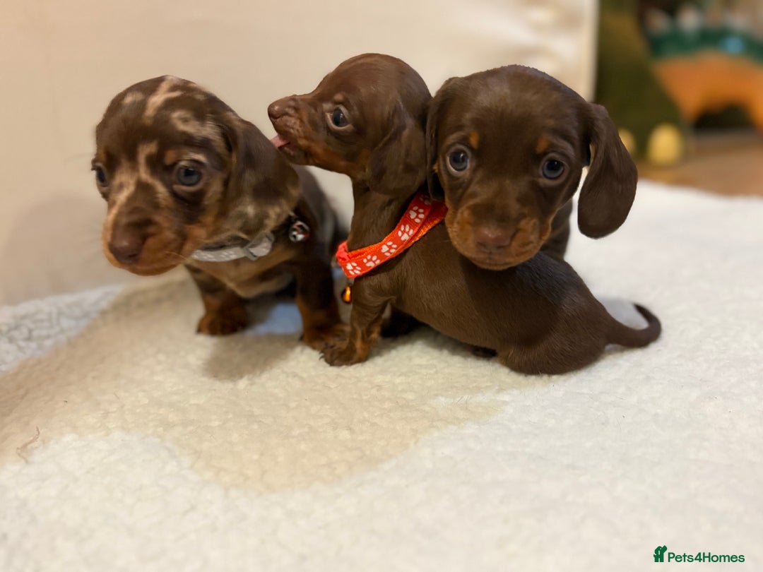 Miniature Dachshund dogs for sale: Miniature Dachshund puppies 🐶  - Image 5