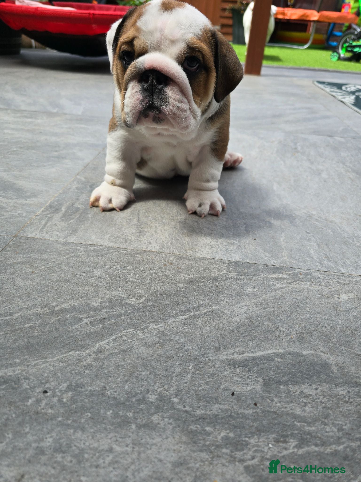 English Bulldog dogs 🐾 Beautiful KC Reg English Bulldog Puppies 🐶 - Advert 16