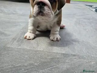 English Bulldog dogs 🐾 Beautiful KC Reg English Bulldog Puppies 🐶 - Advert 16