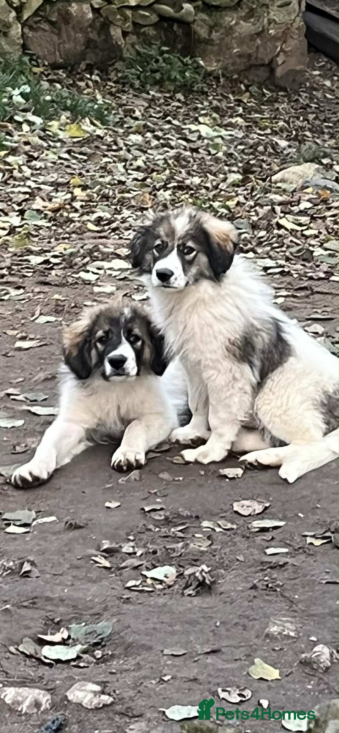 Mixed Breed dogs for adoption: Meet Hannah and Honey !!!  - Advert 11