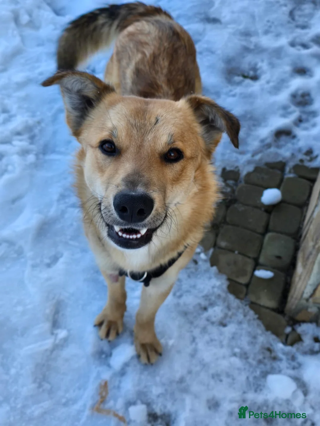 Mixed Breed dogs for adoption: 💙Yanik💙 1,5 yo low medium boy with an open heart - Advert 8