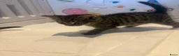 Mixed Breed cats for sale: Beautiful Kittens for sale  - Advert 12