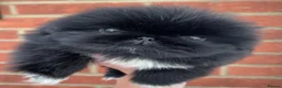 Pekingese dogs for sale: 💙Stunning Black KC registered Pekingese Puppy💙 - Advert 5