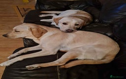 Labrador Retriever dogs for sale: Labrador puppies (only boys left) - Image 9
