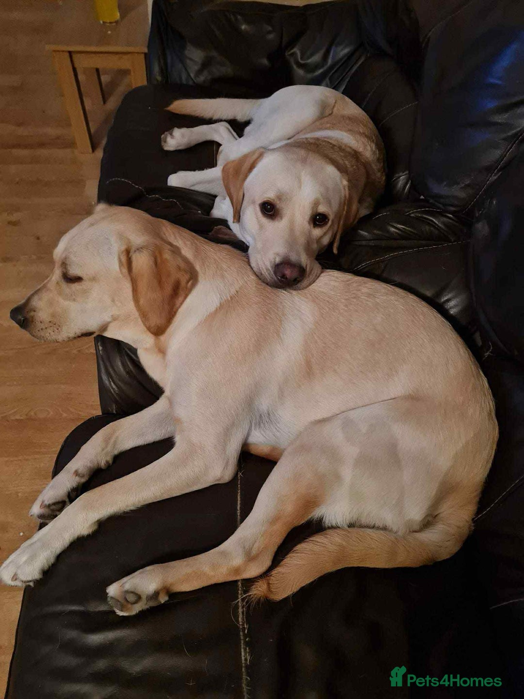 Labrador Retriever dogs for sale: Labrador puppies (only boys left) - Image 9