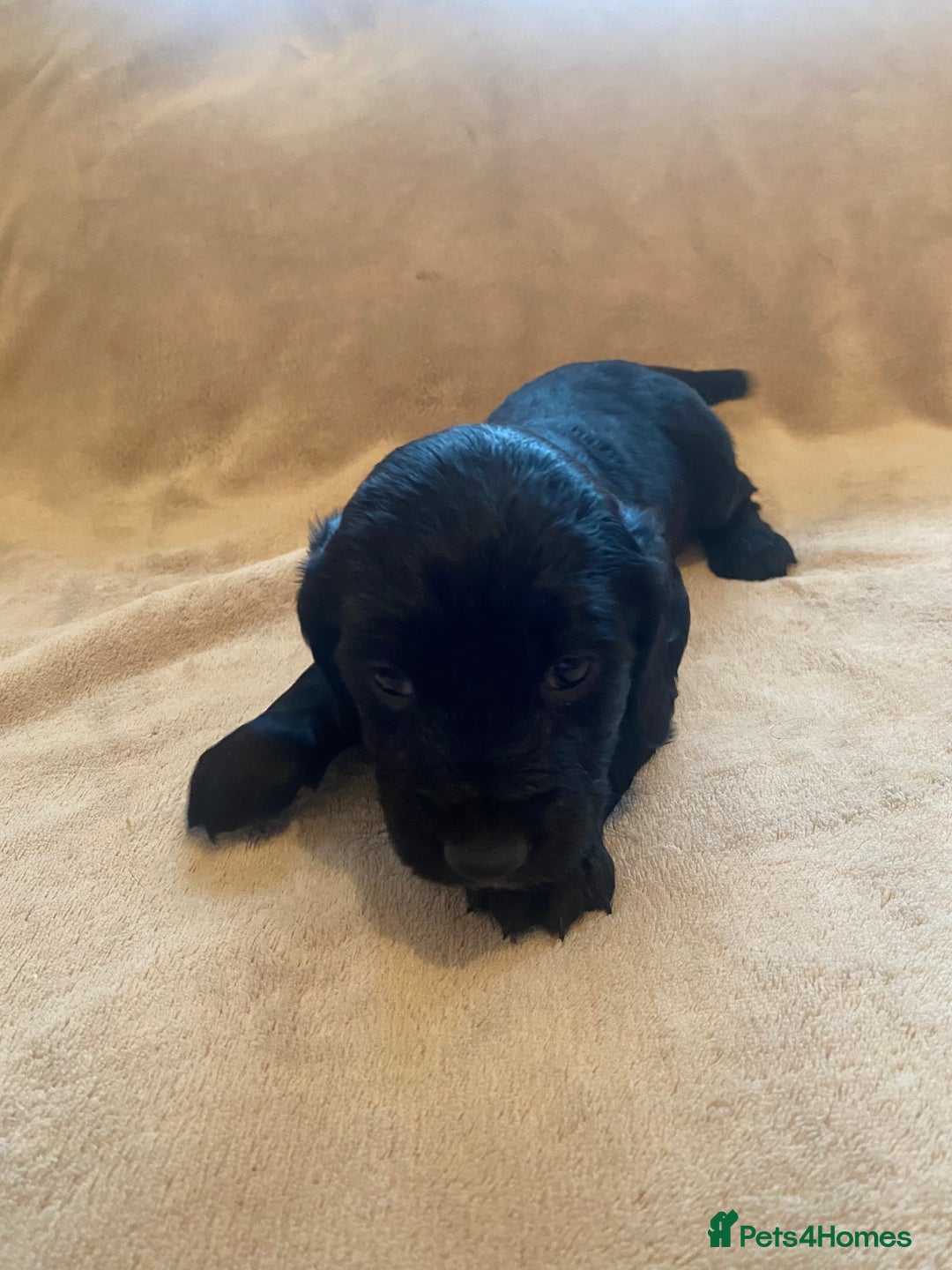 Cocker Spaniel dogs for sale: Cocker Spaniel Pups - Image 9