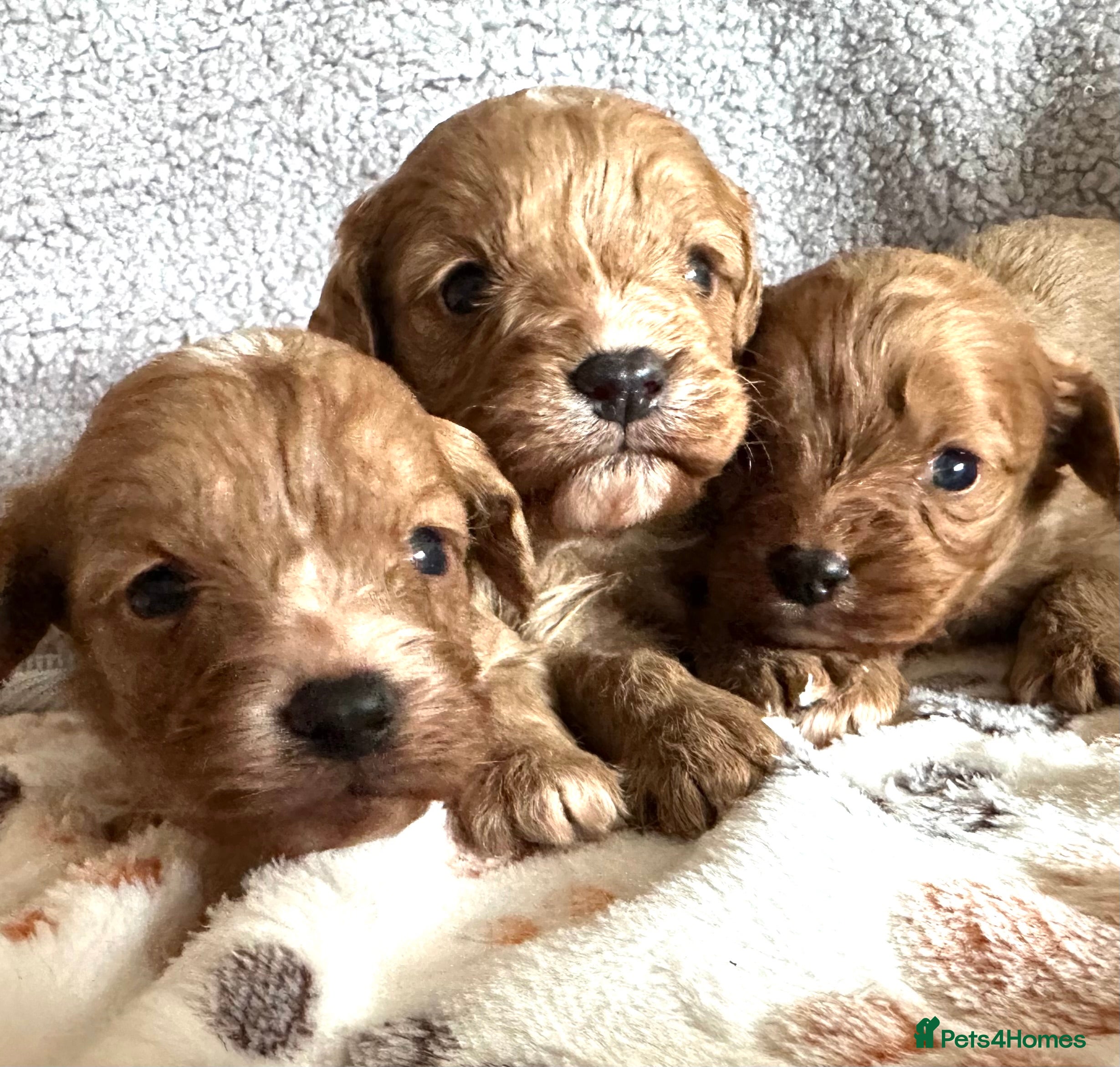 Cavapoo dogs Cavapoo Puppies - Advert 1