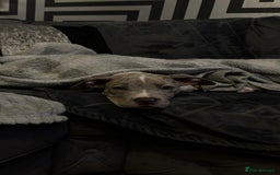 American Bully dogs for sale: American bully pup - Image 6