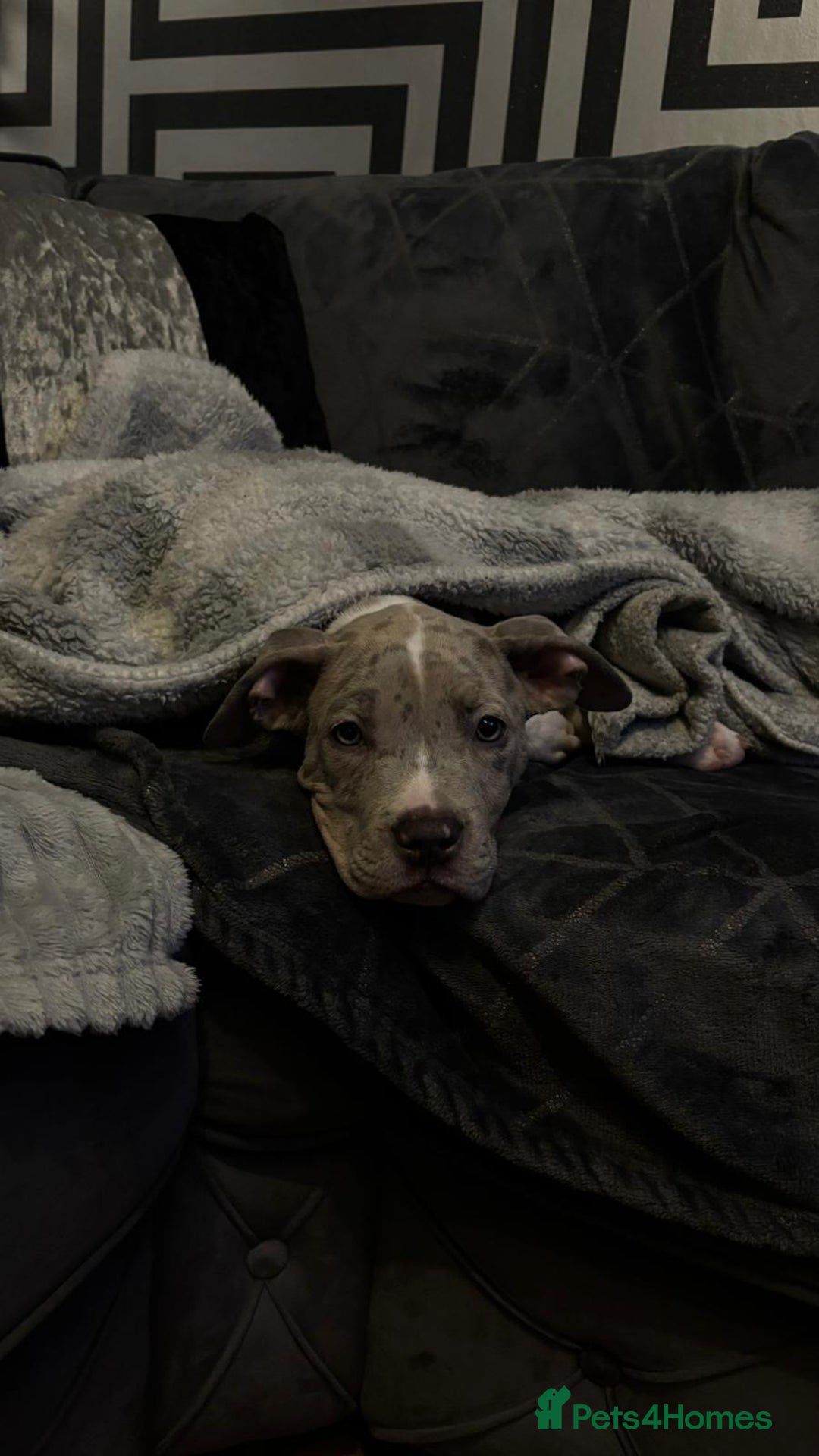 American Bully dogs for sale: American bully pup - Image 6