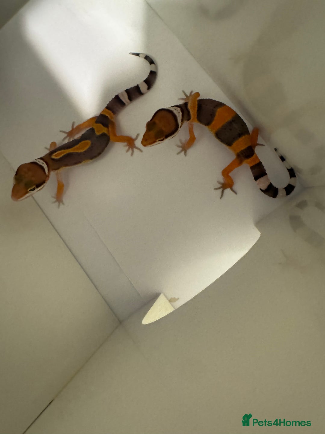 Gecko reptiles for sale: Babies & adults  - Image 13