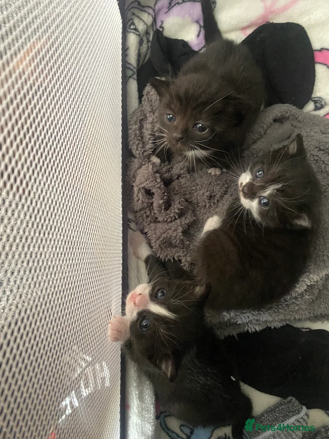 Domestic Shorthair cats for sale: 4 black and white tuxedo kittens for sale - Advert 1