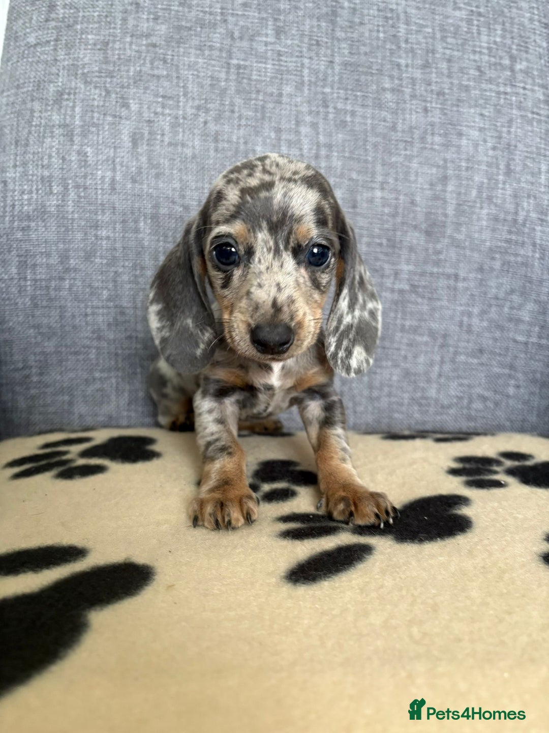 Dachshund dogs for sale: Miniature Dachshund puppies  - Image 7