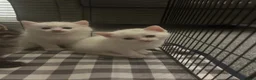 Turkish Angora cats for sale: 5 Beautiful Turkish Angora Kittens - Advert 3