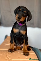 Dobermann dogs European Doberman puppies - Advert 1