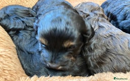 Cockapoo dogs for sale: Taking Genuine Enquired Phantom Female Cockapoo - Image 21