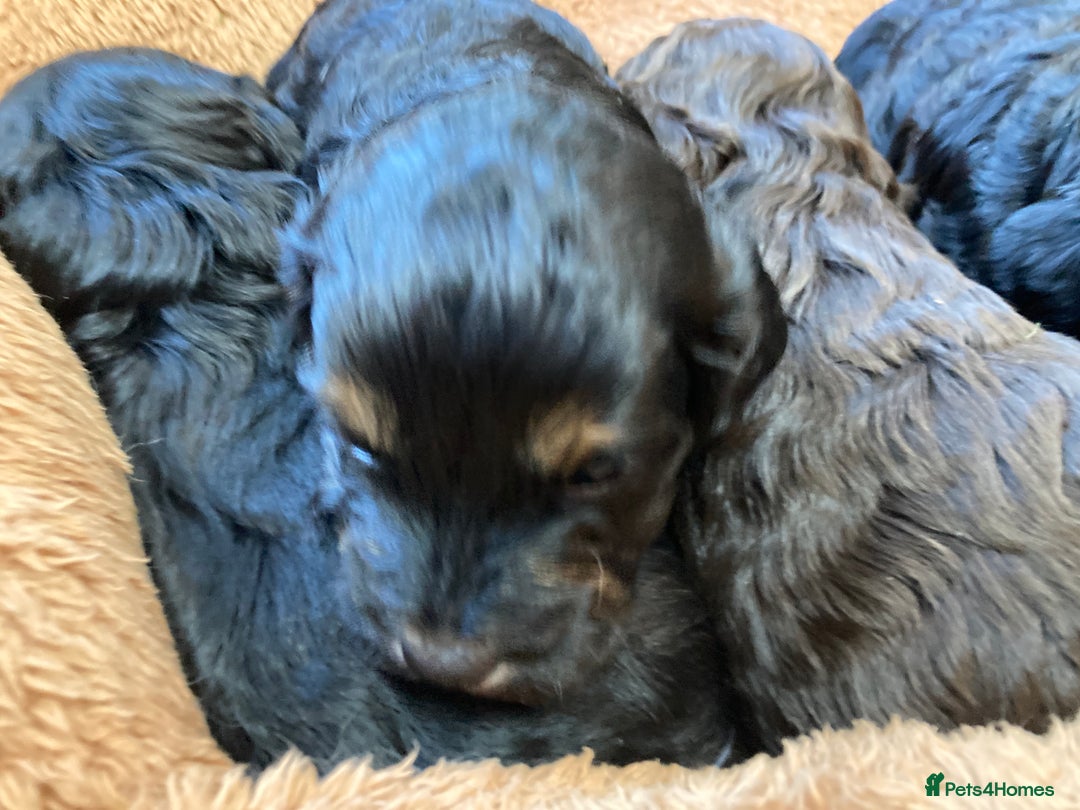 Cockapoo dogs for sale: Taking Genuine Enquired Phantom Female Cockapoo - Image 21