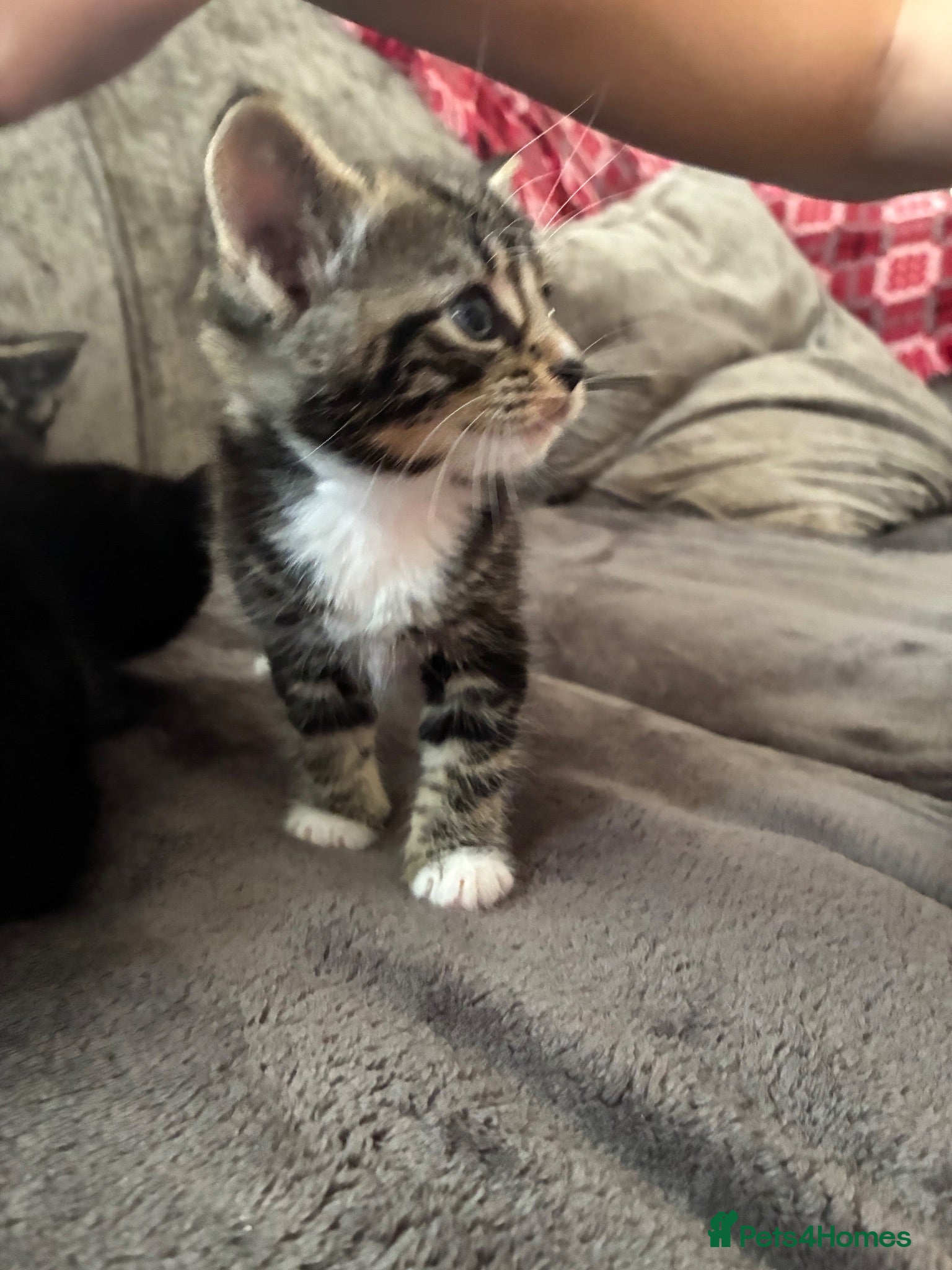 Mixed Breed cats Beautiful little kittens  - Advert 2