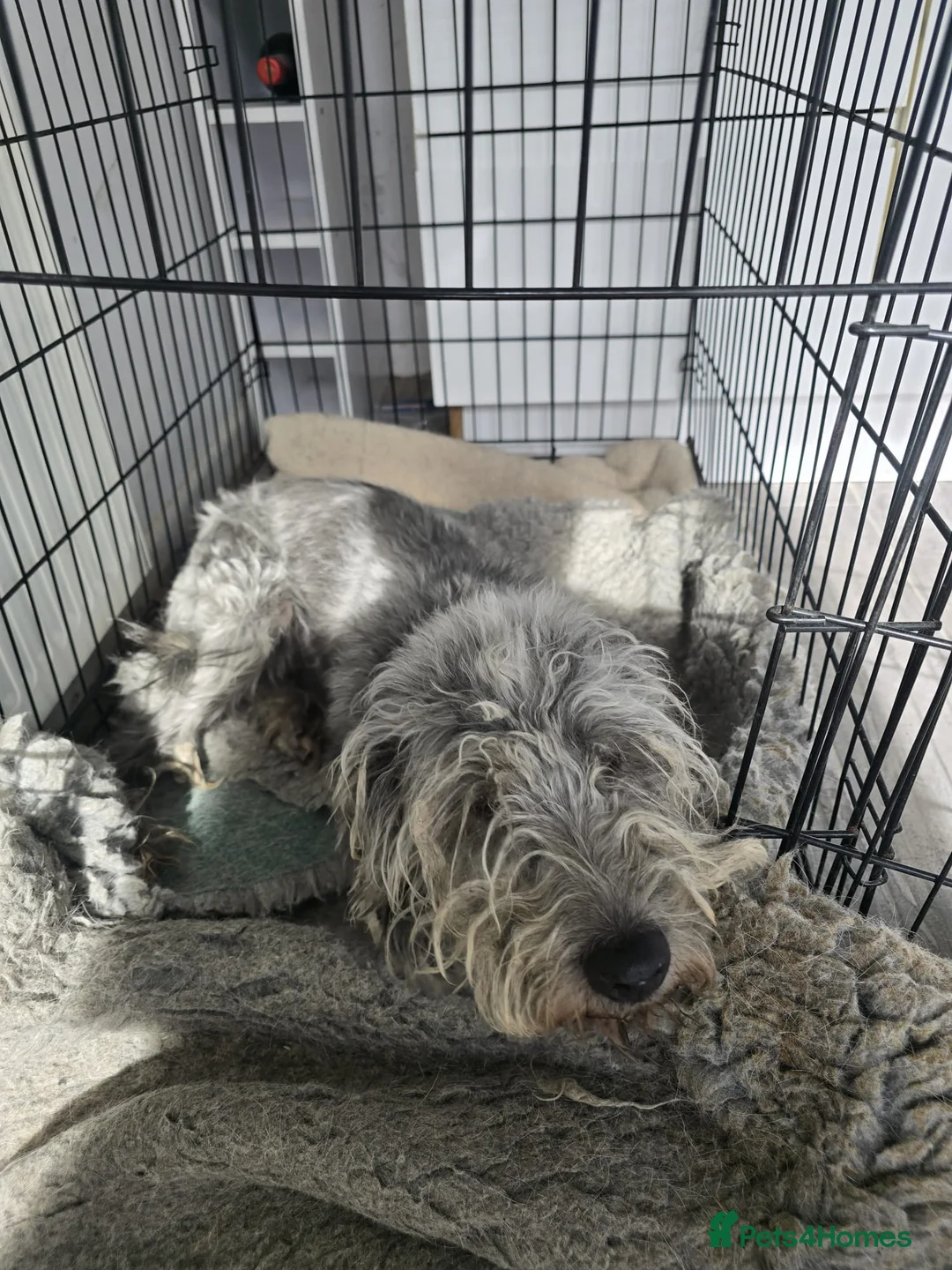 Mixed Breed dogs for sale: 2 DOGS TO REHOME - FREE - Advert 2