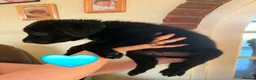 Sheprador dogs for sale: German Shepherd x Labrador pups - Advert 8