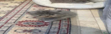 Grey boy 1