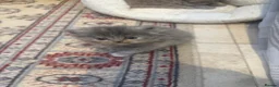 Persian cats for sale: Pure-bred Persian Kittens - Reserve Now - £750 - Advert 3