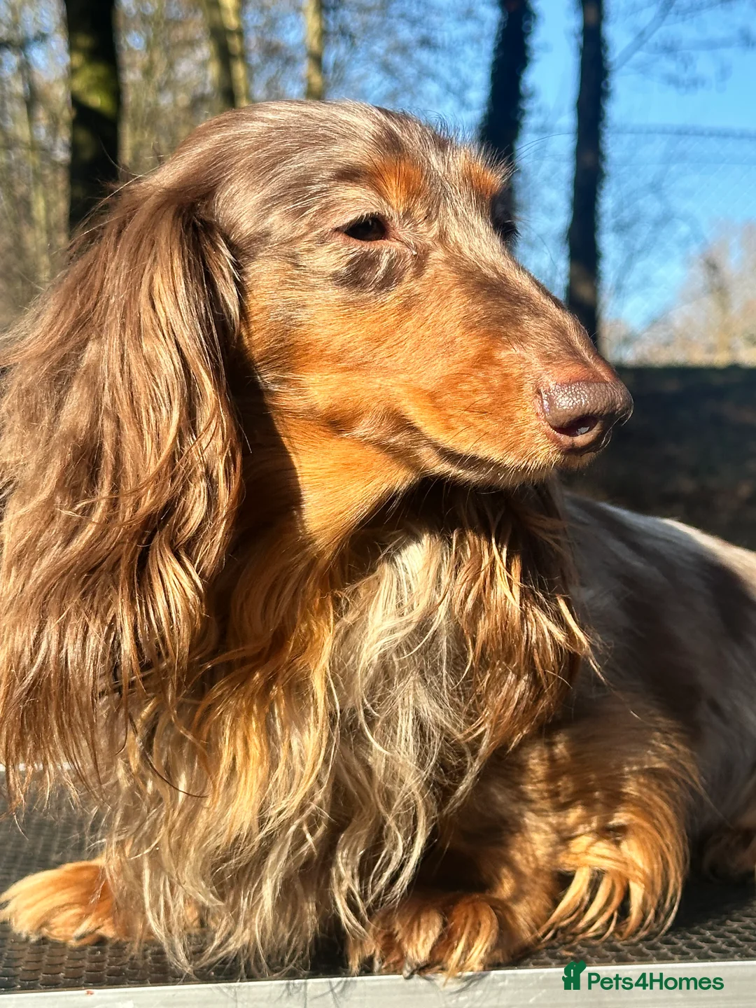Dachshund dogs for stud: *STUD* Minature Long Haired Dachshund PRA 1 Clear in Waltham Abbey - Advert 2