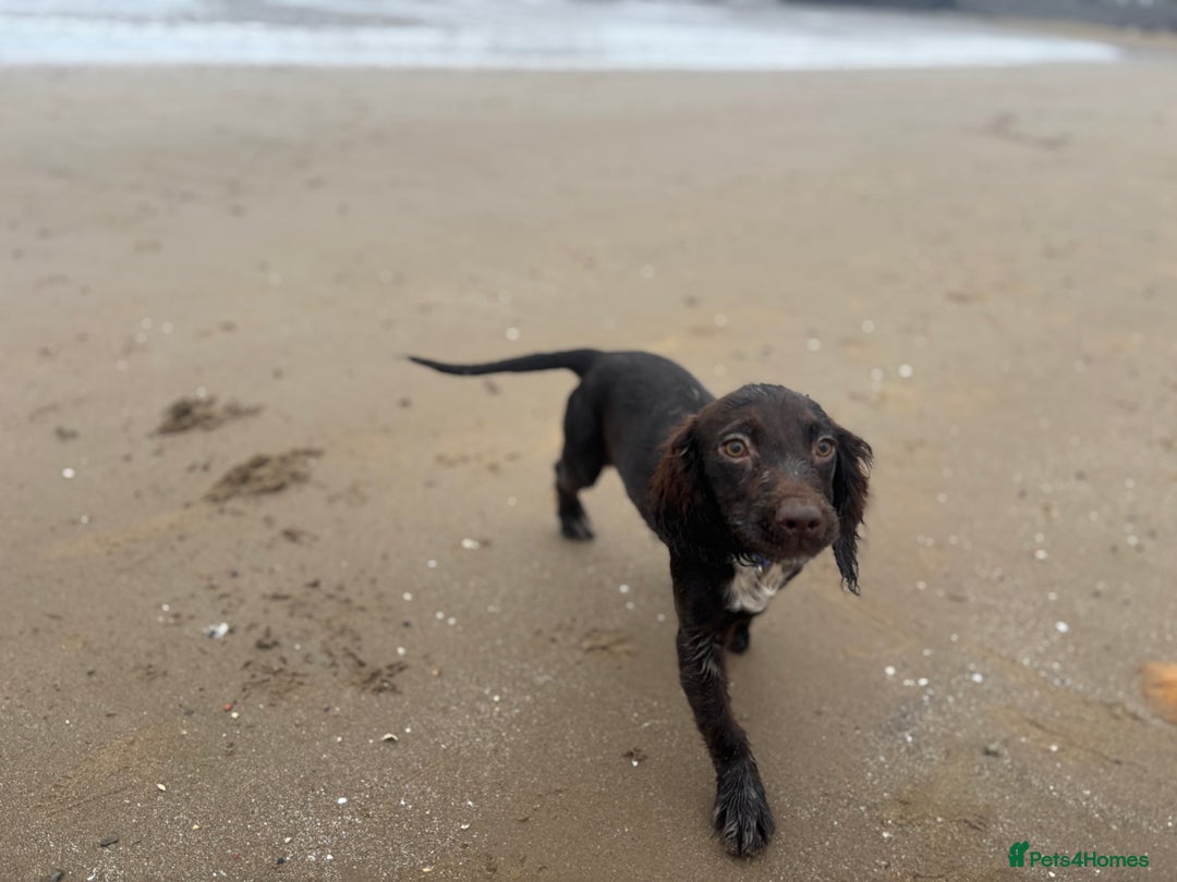 Cocker Spaniel dogs for sale: Two cocker spaniels - Advert 4