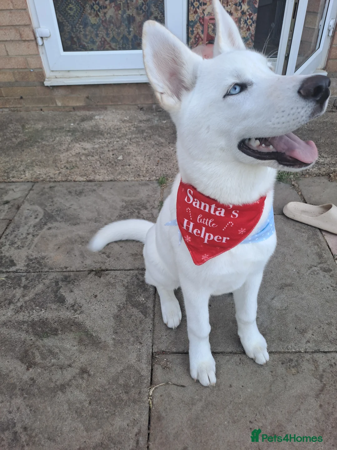 Siberian Husky dogs for sale: 8 month old husky  - Advert 2