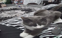 Domestic Shorthair cats for sale: Daisy and Bear - Image 2