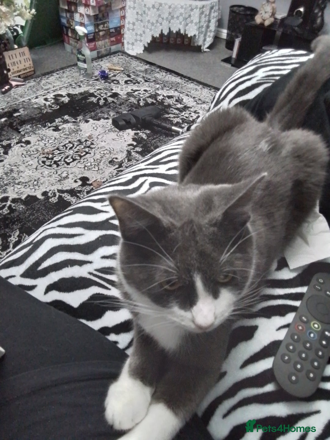 Domestic Shorthair cats for sale: Daisy and Bear - Image 2