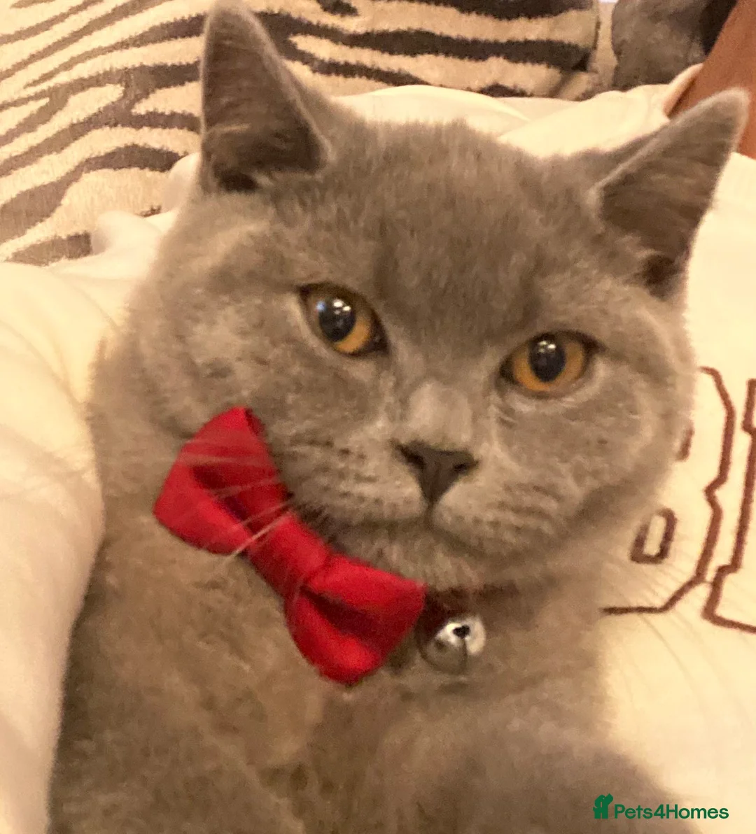 British Shorthair cats for stud: 🐈‍⬛ GIZZY THE STUD 🐈‍⬛ GCCF AND TICA REGISTERED  in Solihull - Advert 24