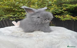 Angora rabbits for sale: Harlequin and blue (grey ) angoras  - Image 10