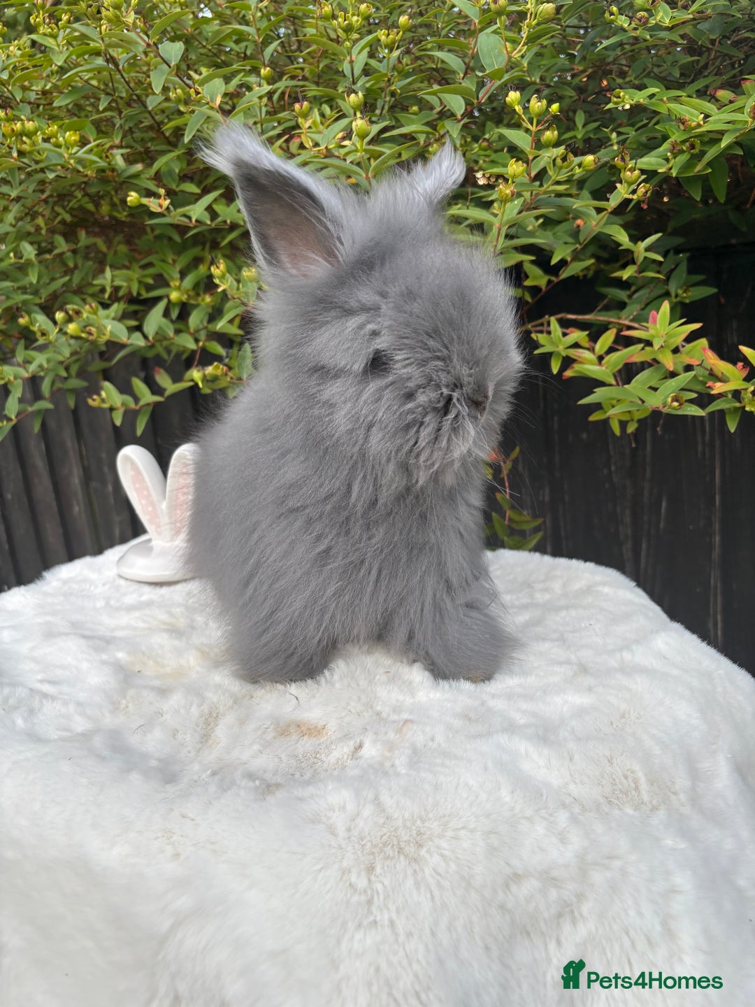 Angora rabbits for sale: Harlequin and blue (grey ) angoras  - Image 10
