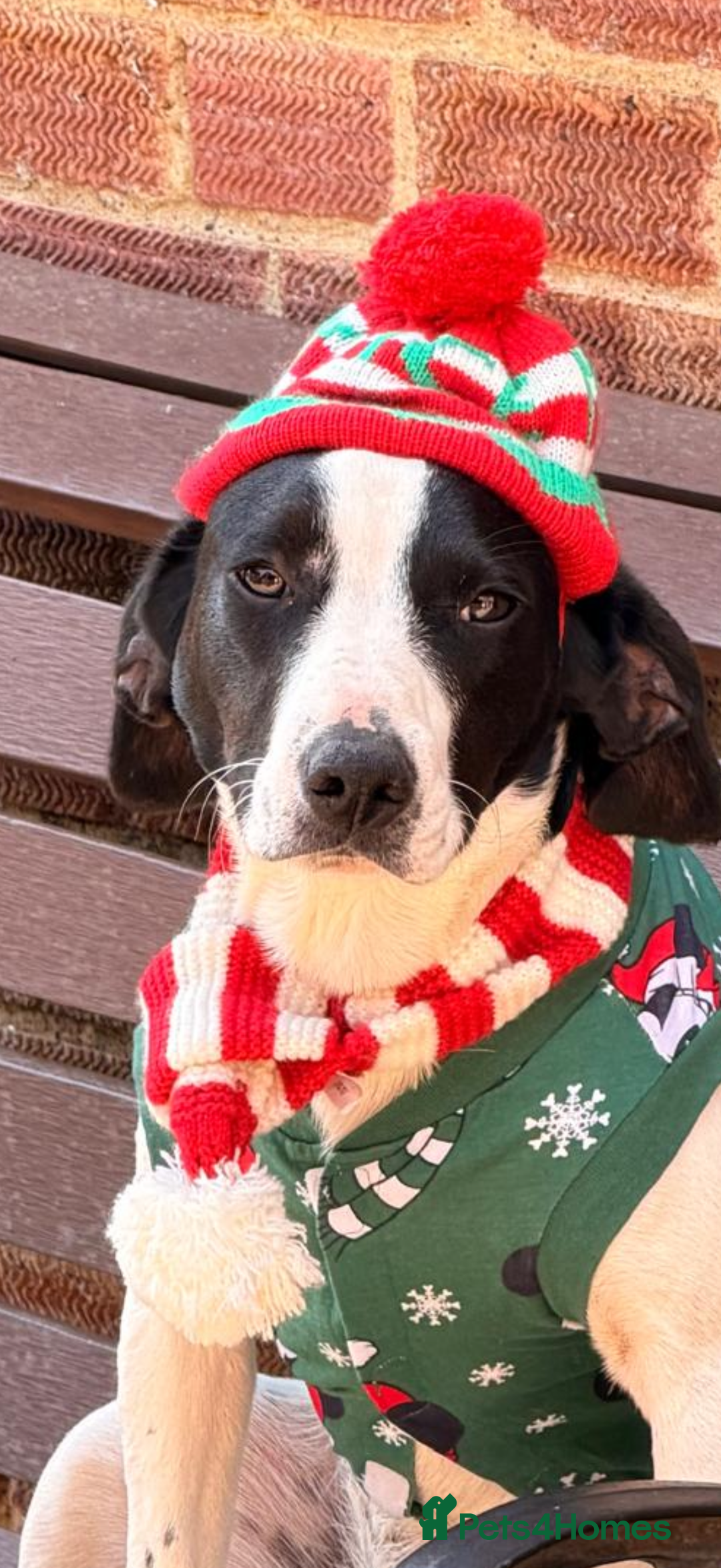 Mixed Breed dogs for sale: Docker puppies for sale  - Advert 6