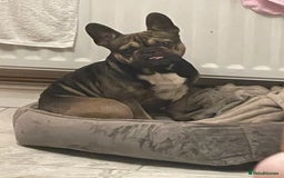 French Bulldog dogs for stud: Stud  - Image 8