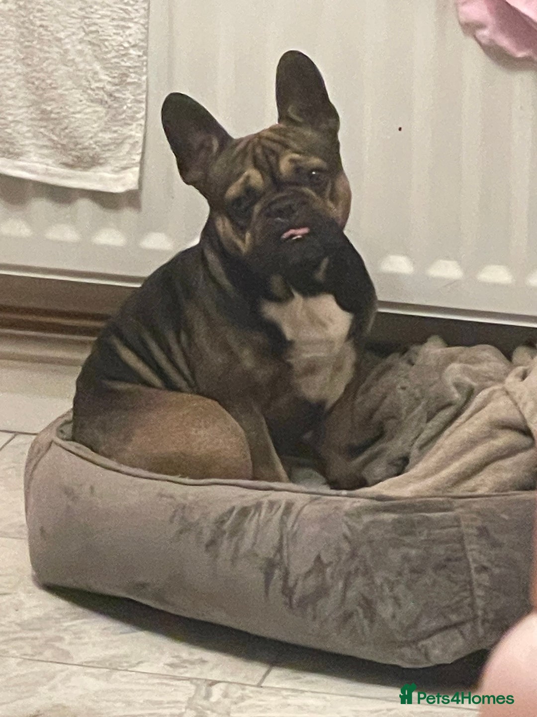 French Bulldog dogs for stud: Stud  - Image 8