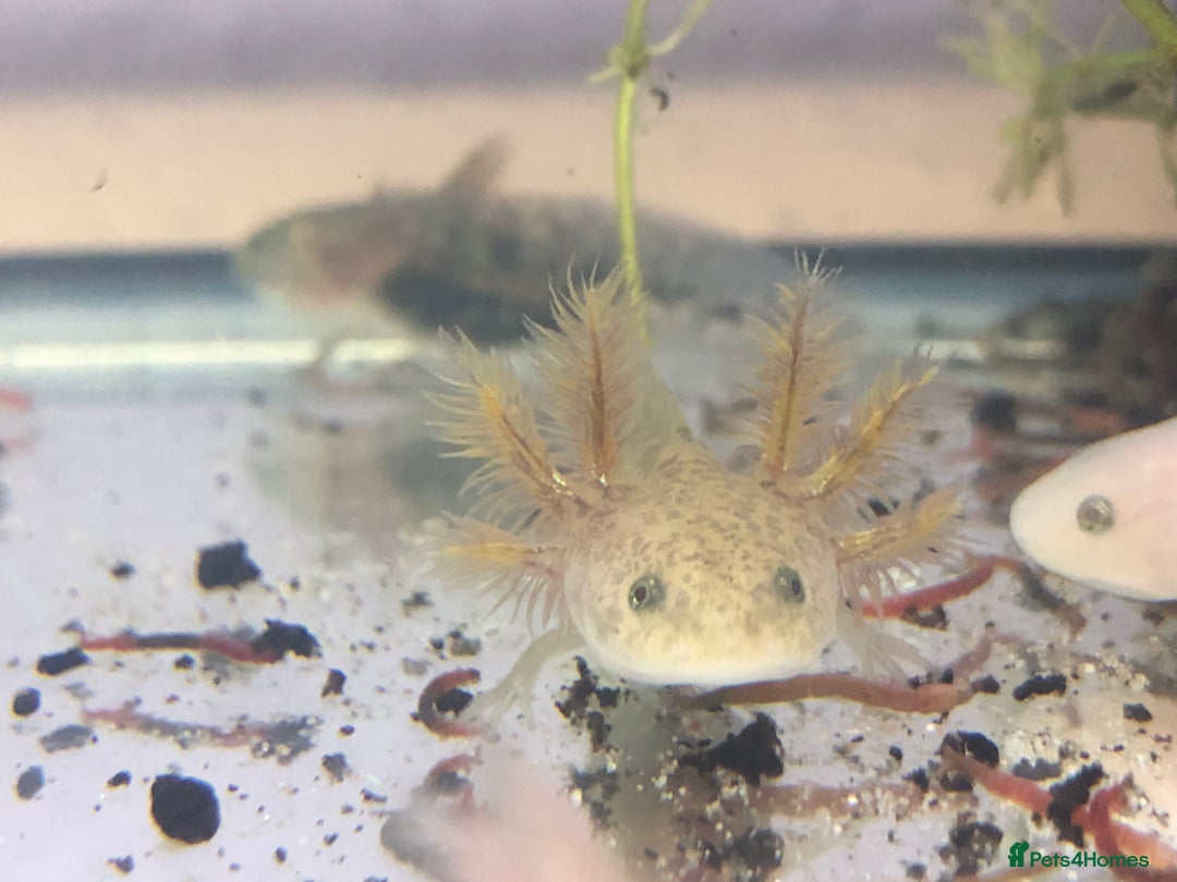 Axolotl reptiles for sale: Lots of baby Axolotls in Launceston - Image 7