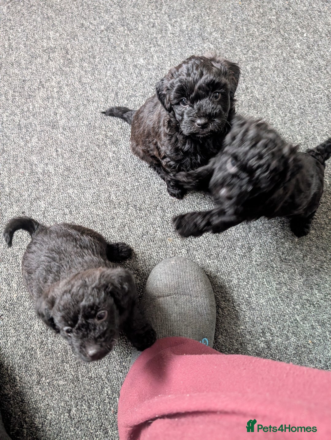 Mixed Breed dogs for sale: Mixed breed puppies 6 weeks old  - Advert 10