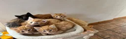 Mixed Breed cats for sale: Ginger-Tortie Kittens  - Advert 28